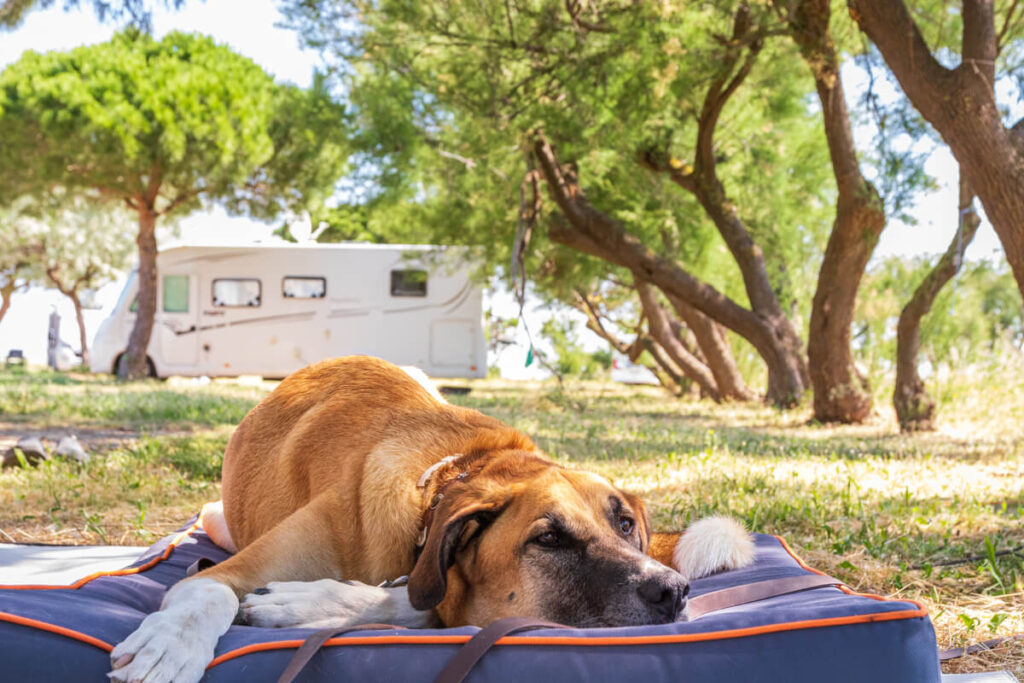 Canis Road Ratgeber Wohnmobil mit Hund, camper mit hund, campen mit Hund