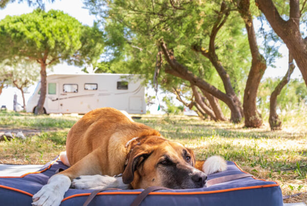 Wohnmobil mit Hund, camper mit hund, campen mit Hund