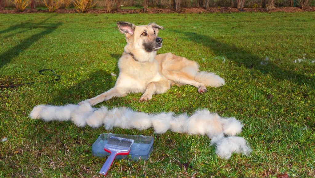 Hundewissen Anfänger & Profis Canis Road bei Fellpflege für den Hund