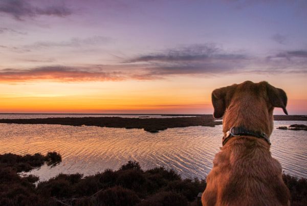 Hund sitzt entspannt am Meer mit Canis Road