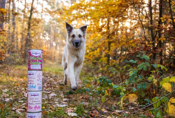 Hund bei der Fährtenarbeit mit Bio Hundefutter von Herzenshund mit Canis Road