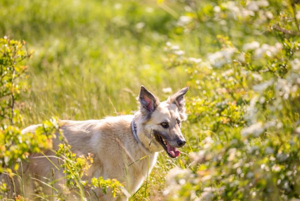 Hund in Natur für den Bericht über Leptospirose mit Canis Road