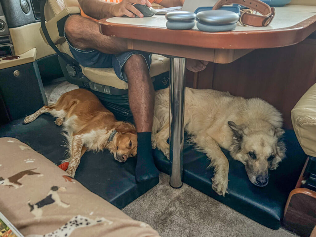 IMG_7484 Orthopädisches Hundebett