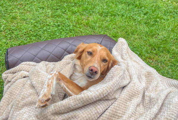 Orthopädisches Hundebett im Test mit Canis Road