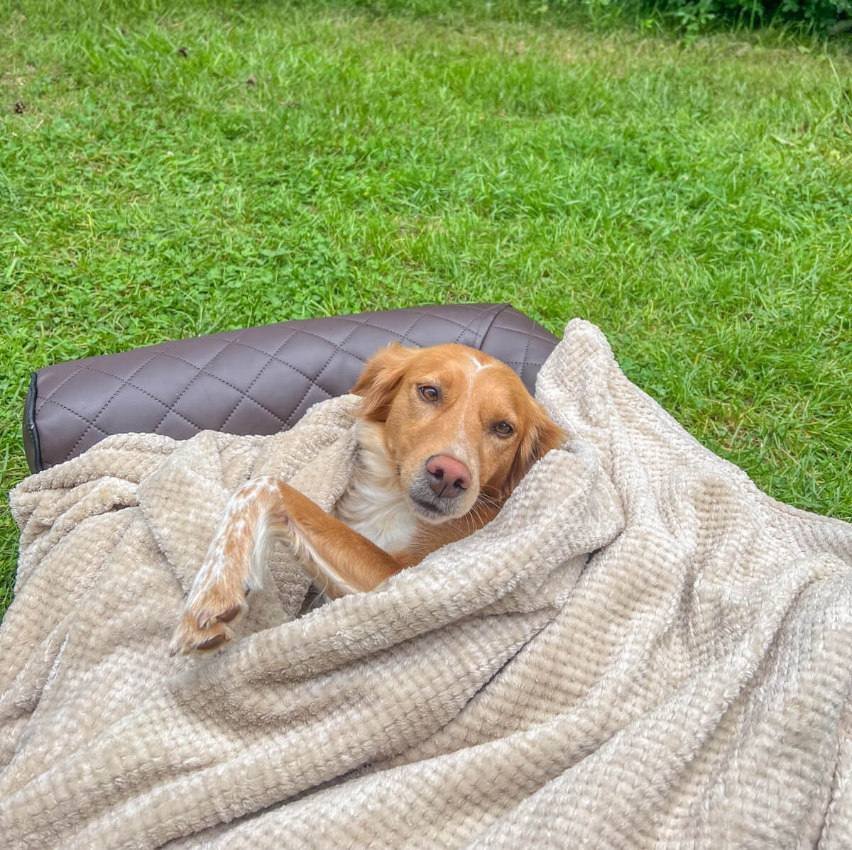 Orthopädisches Hundebett im Test mit Canis Road
