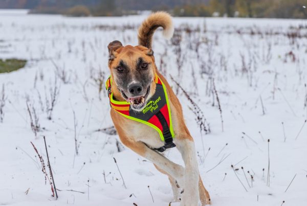 Hund trägt Niggeloh Follow Sport Plus beim Canis Road Praxistest