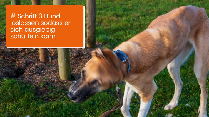 canisroad-ratgeber-hundewissen-schritte-1 Hunde Ohren säubern - Schritt für Schritt Anleitung mit Canis Road - Schritt 3