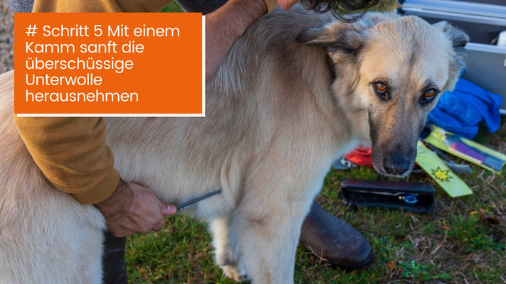 canisroad-ratgeber-hundewissen-schritte-10 Hunde Unterwolle schonend lösen - Schritt für Schritt Anleitung mit Canis Road - Schritt 5