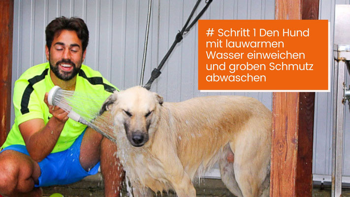 canisroad-ratgeber-hundewissen-schritte-11 Fellpflege beim Hund - Schritt für Schritt Anleitung mit Canis Road - Schritt 1