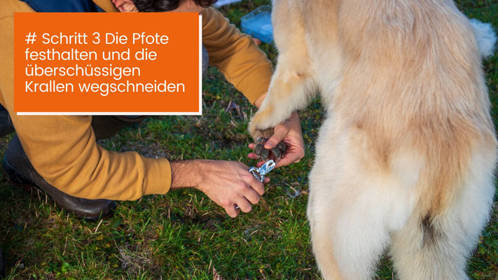 canisroad-ratgeber-hundewissen-schritte-12 Hunde Ballen Krallen und Ohren säubern - Schritt für Schritt Anleitung mit Canis Road - Schritt 3