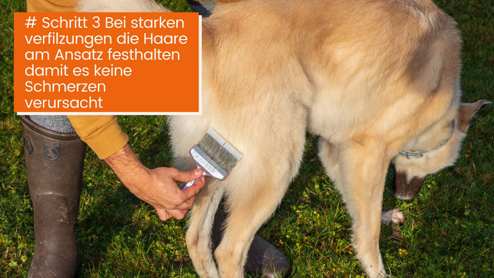 canisroad-ratgeber-hundewissen-schritte-14 Hunde Unterwolle schonend lösen - Schritt für Schritt Anleitung mit Canis Road - Schritt 3