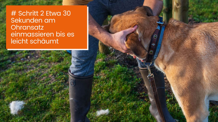 canisroad-ratgeber-hundewissen-schritte-15 Hunde Ohren säubern - Schritt für Schritt Anleitung mit Canis Road - Schritt 2