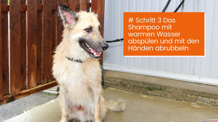 canisroad-ratgeber-hundewissen-schritte-17 Fellpflege beim Hund - Schritt für Schritt Anleitung mit Canis Road - Schritt 3