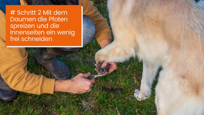 canisroad-ratgeber-hundewissen-schritte-2 Hunde Ballen Krallen und Ohren säubern - Schritt für Schritt Anleitung mit Canis Road - Schritt 2