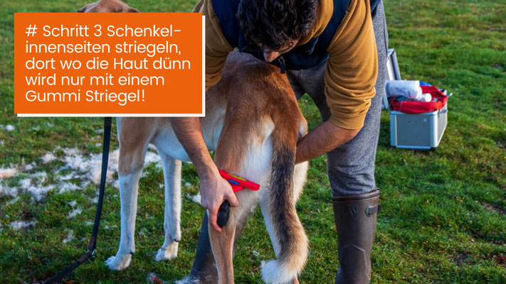canisroad-ratgeber-hundewissen-schritte-23 Hunde Fellpflege Kurzhaar - Schritt für Schritt Anleitung mit Canis Road - Schritt 3