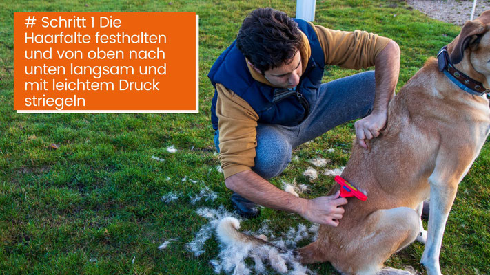 canisroad-ratgeber-hundewissen-schritte-24 Hunde Fellpflege Kurzhaar - Schritt für Schritt Anleitung mit Canis Road - Schritt 1