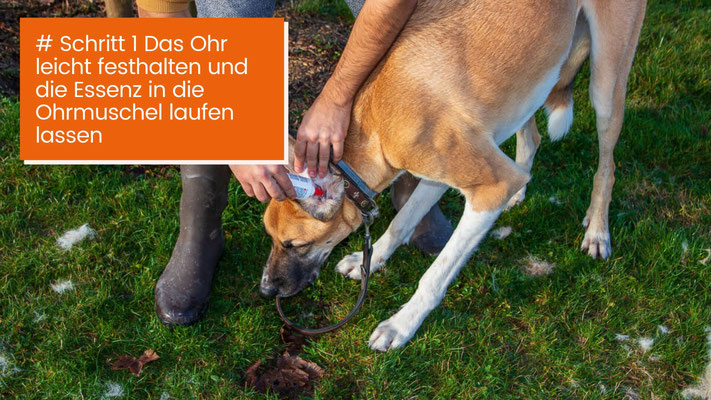 canisroad-ratgeber-hundewissen-schritte-27 Hunde Ohren säubern - Schritt für Schritt Anleitung mit Canis Road - Schritt 1