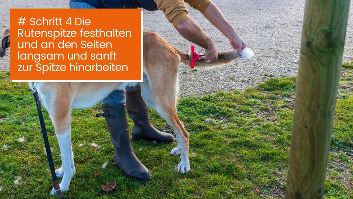 canisroad-ratgeber-hundewissen-schritte-29 Hunde Fellpflege Kurzhaar - Schritt für Schritt Anleitung mit Canis Road - Schritt 4