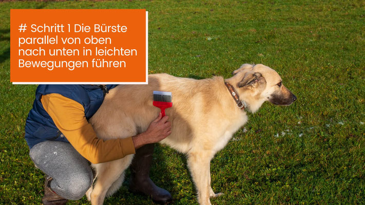 canisroad-ratgeber-hundewissen-schritte-30 Hunde Unterwolle schonend lösen - Schritt für Schritt Anleitung mit Canis Road - Schritt 1