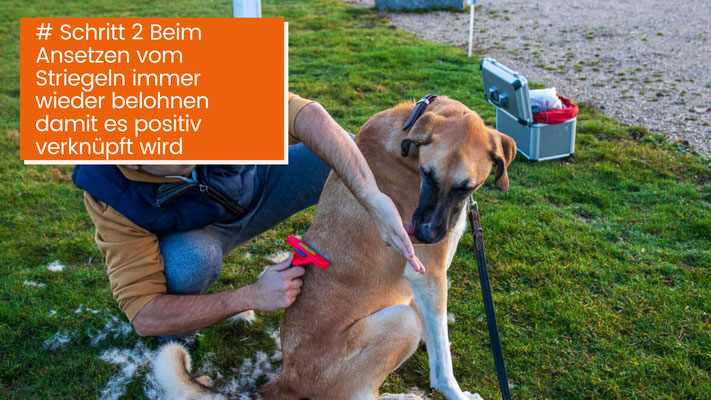 canisroad-ratgeber-hundewissen-schritte-33 Hunde Fellpflege Kurzhaar - Schritt für Schritt Anleitung mit Canis Road - Schritt 2