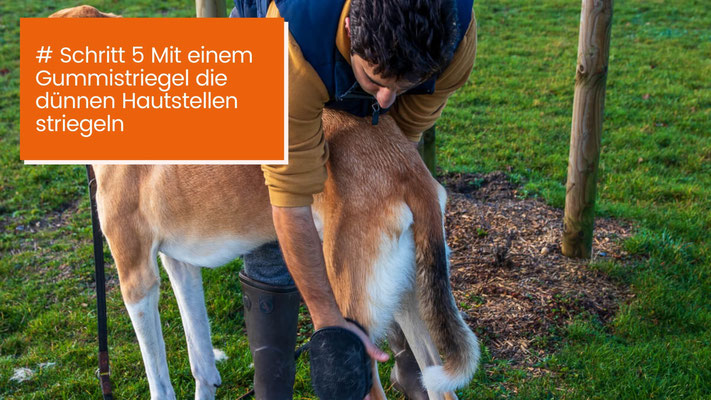 canisroad-ratgeber-hundewissen-schritte-34 Hunde Fellpflege Kurzhaar - Schritt für Schritt Anleitung mit Canis Road - Schritt 5