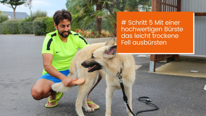 canisroad-ratgeber-hundewissen-schritte-36 Fellpflege beim Hund - Schritt für Schritt Anleitung mit Canis Road - Schritt 5