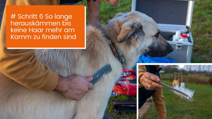canisroad-ratgeber-hundewissen-schritte-4 Hunde Unterwolle schonend lösen - Schritt für Schritt Anleitung mit Canis Road - Schritt 6