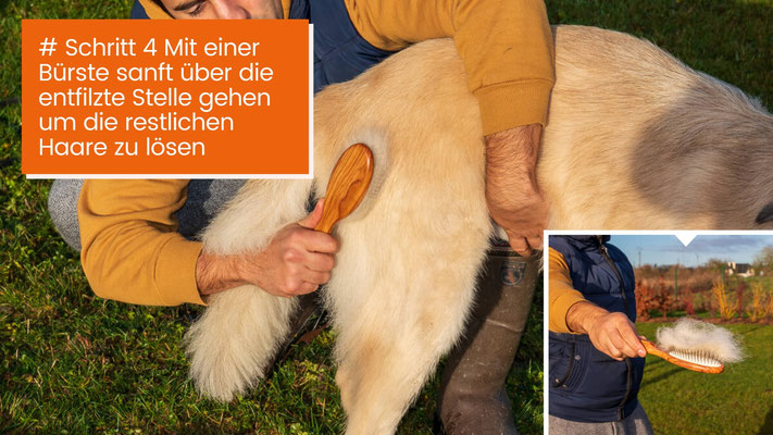 canisroad-ratgeber-hundewissen-schritte-7 Hunde Unterwolle schonend lösen - Schritt für Schritt Anleitung mit Canis Road - Schritt 4