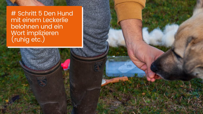 canisroad-ratgeber-hundewissen-schritte-9 Hunde Ballen Krallen und Ohren säubern - Schritt für Schritt Anleitung mit Canis Road - Schritt 5