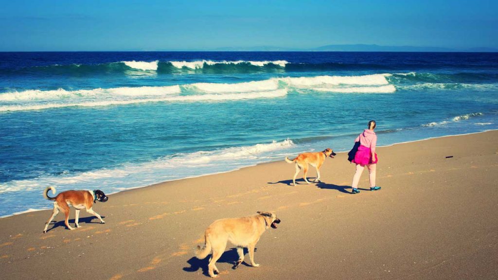 Hundewissen Anfänger & Profis Canis Road beim Sparziergang am Strand
