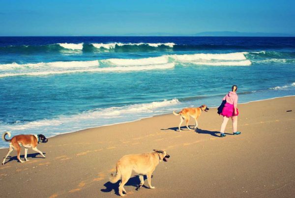 Canis Road beim Sparziergang am Strand