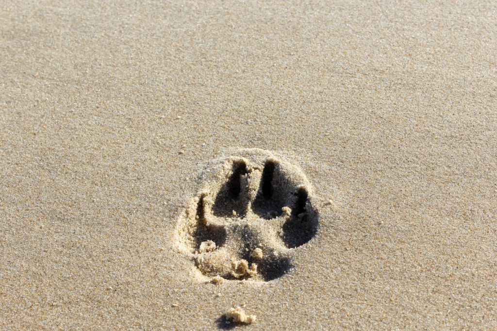 IMG_9481 18.34.28 Pfotenabdruck am Strand von einem Hund während des Wohnmobilurlaubs
