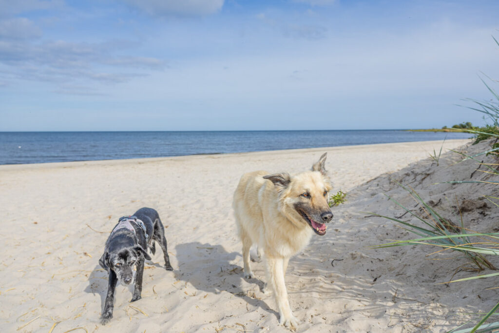 BX7A6701 Schweden mit dem Hund
