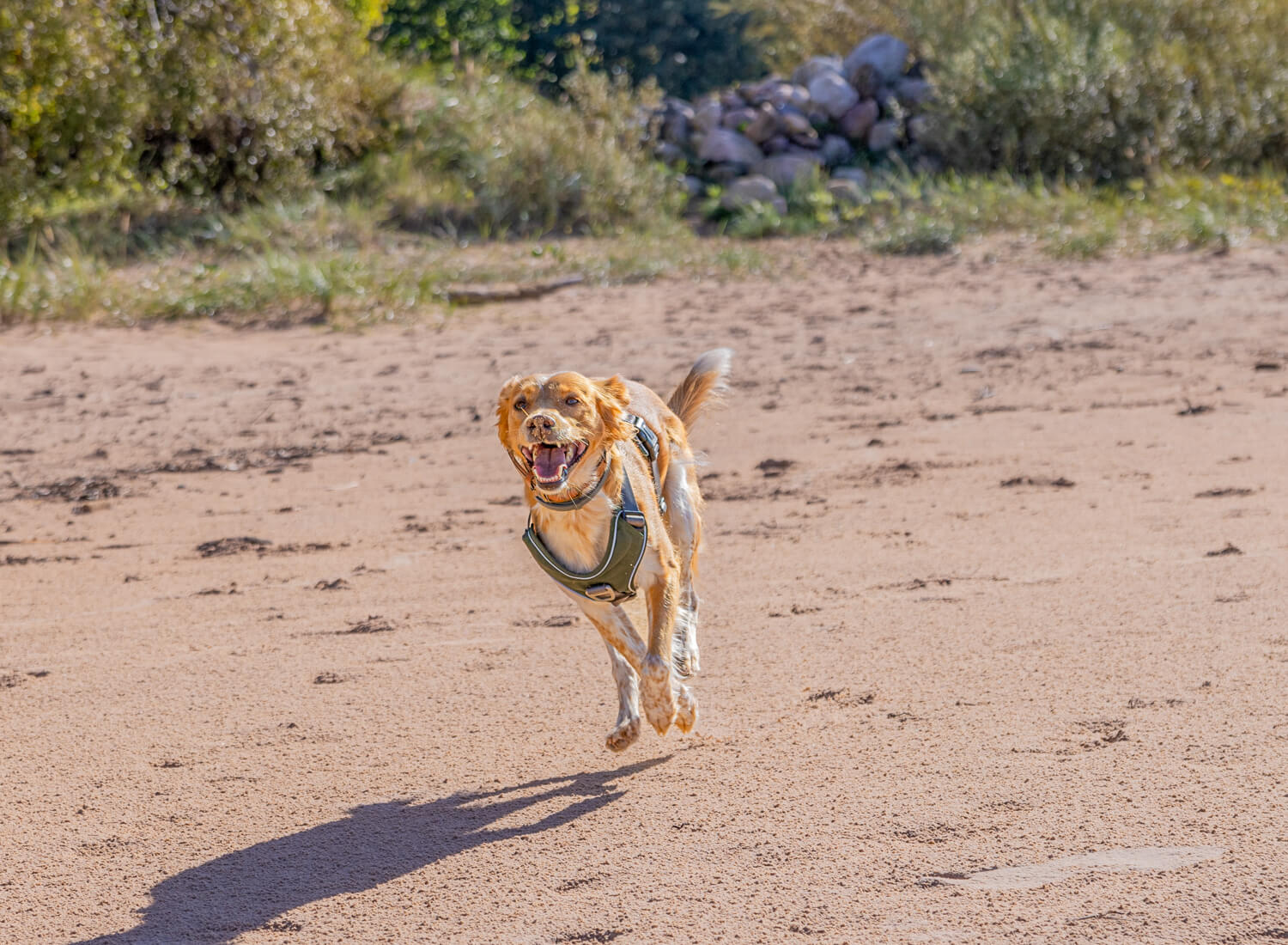 bewegunsgapparat Hund, Hündin rennt am Strand