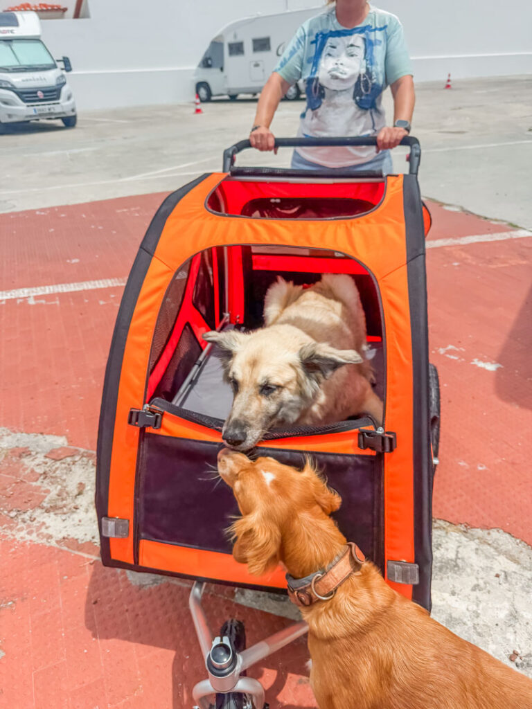 IMG_1713 Hundebuggy, Dogbus L, Trendpet,